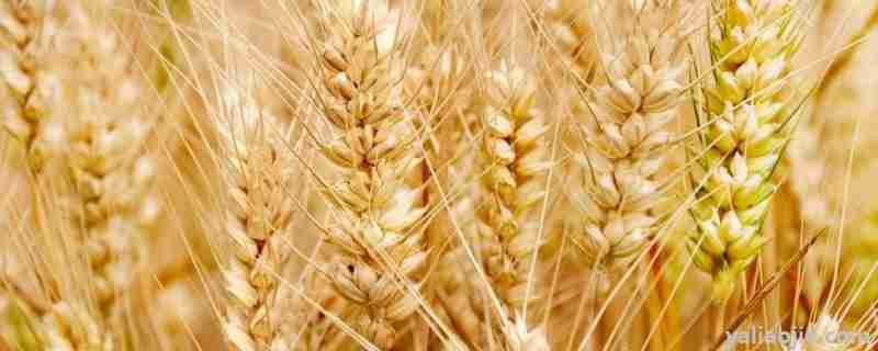 西农668小麦种价格是多少呢?(西农658小麦品种介绍)